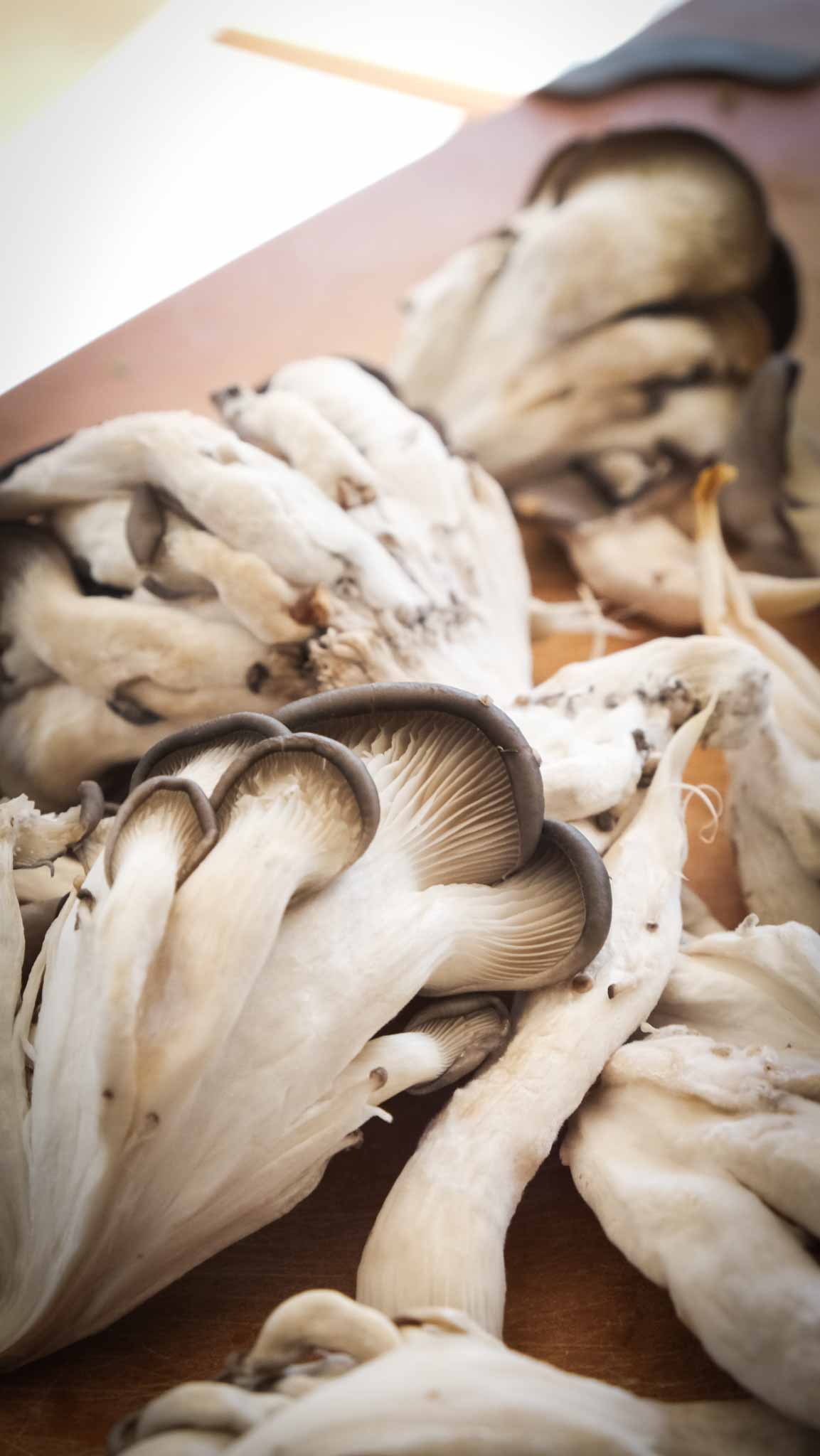 Oyster mushrooms raw for recipe