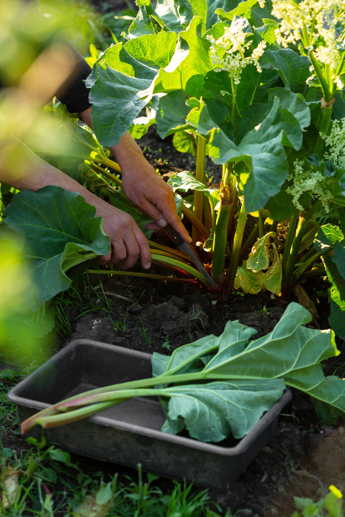 Plant of rhubarb in small garden, harvesting for pie